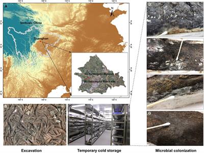 Exploring the key deteriorative microorganisms on ancient ivories unearthed from the Sanxingdui Ruins site during temporary cold storage